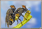 Platystoma SP